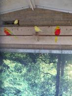 Turquoisine parkieten, Dieren en Toebehoren, Vogels | Parkieten en Papegaaien, Meerdere dieren, Parkiet