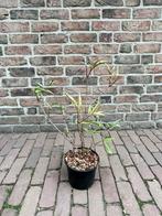 Najaars aanbieding tuinplanten, Ophalen, Overige soorten, Volle zon