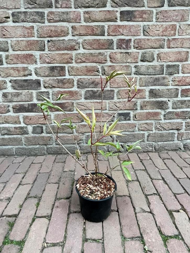 Najaars aanbieding tuinplanten, Tuin en Terras, Planten | Tuinplanten, Overige soorten, Volle zon, Ophalen