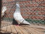 Kleurpostduif poederblauw, Dieren en Toebehoren, Vogels | Duiven, Mannelijk, Postduif