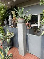 Mooie donkergroene agave in sierpot ( met of zonder pilaar), Ophalen, Bloeit niet, Overige soorten, Volle zon