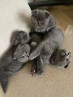 scottish fold /Brits korthaar 4 kittens grijs, Dieren en Toebehoren, Katten en Kittens | Raskatten | Korthaar, Kater, Gechipt