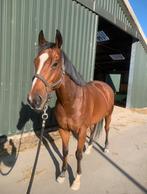 Brave allround ruin te koop, Dieren en Toebehoren, Paarden, Ruin, 3 tot 6 jaar, 160 tot 165 cm, Recreatiepaard