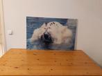 plexiglasplaat ijsbeer 90x60, Ophalen, 50 tot 75 cm, Zo goed als nieuw, 75 tot 100 cm