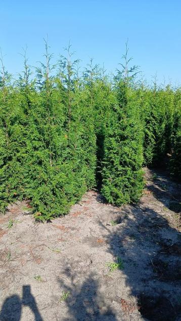 Coniferen (Thuja plicata Excelsa) beschikbaar voor biedingen