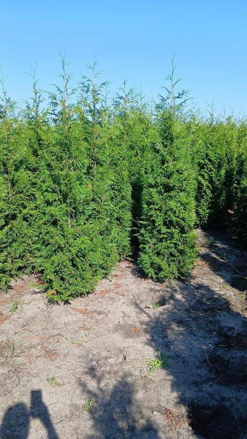 Coniferen (Thuja plicata Excelsa), Tuin en Terras, Planten | Struiken en Hagen, Haag, Conifeer, 100 tot 250 cm, Ophalen of Verzenden