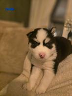 Zeer mooie lieve husky pups geboren, Dieren en Toebehoren, 8 tot 15 weken, Poolhond, Meerdere, Meerdere dieren