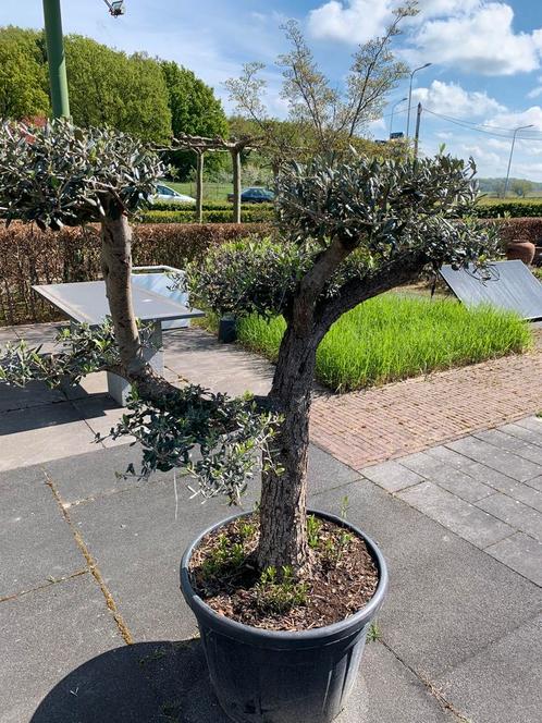 Olijfboom plato/pompon, Tuin en Terras, Planten | Bomen, Olijfboom, 100 tot 250 cm, Volle zon, Zomer, Ophalen