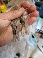Gezocht kleine pastel barmsijzen  ef en df, Meerdere dieren, Wildzangvogel, Geringd