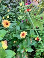 Dahlia knol, Ophalen of Verzenden, Volle zon, Knol