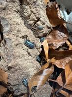 Armadillidium maculatum “Zebra”, Dieren en Toebehoren, Insecten en Spinnen