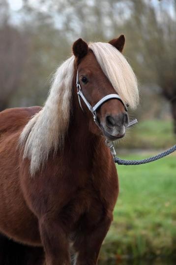 ** LEUKE EN LIEVE 3 JARIGE SHETLANDER RUIN ** beschikbaar voor biedingen