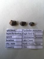 Fossiele haaientanden uit USA: Ptychodus anonymus, Verzamelen, Mineralen en Fossielen, Ophalen of Verzenden, Fossiel