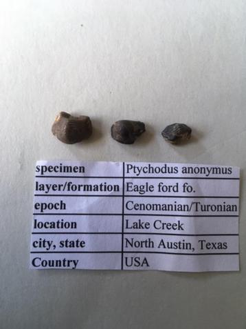 Fossiele haaientanden uit USA: Ptychodus anonymus beschikbaar voor biedingen