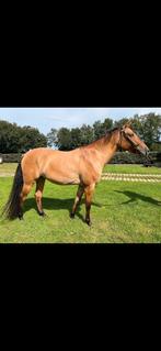 Talentvolle Pony New Forest