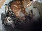 Halve bengaalse kittens, Dieren en Toebehoren, Katten en Kittens | Raskatten | Korthaar, Meerdere dieren, Ontwormd, 0 tot 2 jaar