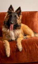 Tervuerense herdershond, laatste pups beschikbaar!, 8 tot 15 weken, Meerdere, Meerdere dieren, Herder