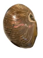 Ammoniet / Nautilus, Verzamelen, Mineralen en Fossielen, Ophalen of Verzenden, Fossiel