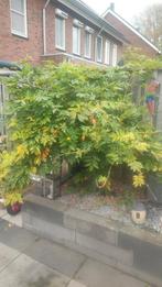 Wisteria Umbrella (Witte Regen) - Zelf Uithalen!, Ophalen of Verzenden