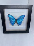 vlinder Morpho Adonis, Verzamelen, Dierenverzamelingen, Ophalen of Verzenden, Nieuw, Overige soorten, Opgezet dier