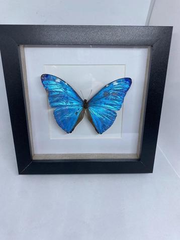 vlinder Morpho Adonis beschikbaar voor biedingen