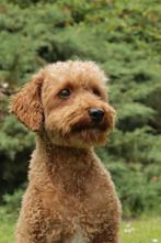 toypoedel dekreu rood 27 cm, Reu, CDV (hondenziekte), Eén hond, 3 tot 5 jaar