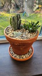 Complete Terracotta pot met planten (D26 x H35), Gebruikt, Rond, Binnen, Minder dan 40 cm