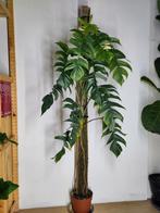 Epipremnum pinnatum variegata - 1,8m mospaal, Huis en Inrichting, Kamerplanten, Ophalen, Halfschaduw, Minder dan 100 cm