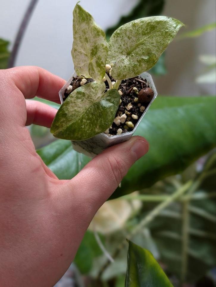 Alocasia Odora Batik Babyplantje, Huis en Inrichting, Kamerplanten, Minder dan 100 cm, Halfschaduw, Ophalen
