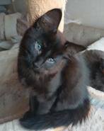 ZELDZAME NEBELUNG KITTENS (BLAUWE RUS), Dieren en Toebehoren, Meerdere dieren, Ontwormd, 0 tot 2 jaar