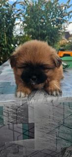 Puppy, Dieren en Toebehoren, Honden | Chihuahua's en Gezelschapshonden, 8 tot 15 weken, Meerdere, Nederland, Particulier