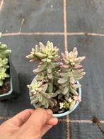 Sedum jelly, Ophalen of Verzenden, Halfschaduw, Minder dan 100 cm