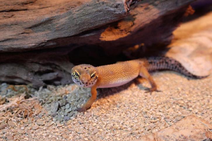 Leopardgekko (Eublepharis macularius)