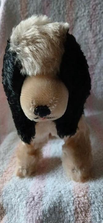 Cocker Spaniel van Hermann Teddy beschikbaar voor biedingen