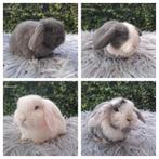 Mooie hangoor konijntjes minilop/NHD, Meerdere dieren, Dwerg, Hangoor, 0 tot 2 jaar
