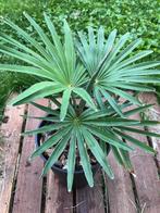 Trachycarpus princeps x wagnerianus, Tuin en Terras, Ophalen of Verzenden, Lente, Minder dan 100 cm, Palmboom