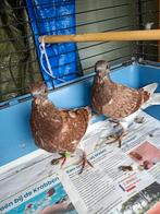 Jonge Haagse Tilduiven, Dieren en Toebehoren, Vogels | Duiven, Meerdere dieren, Overige soorten