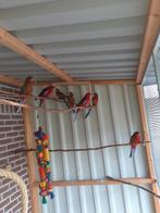 5 jonge penant rosellas ., Dieren en Toebehoren, Vogels | Parkieten en Papegaaien, Meerdere dieren, Parkiet