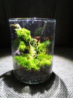 Terrarium, Nieuw, Kamerplanten, Ophalen