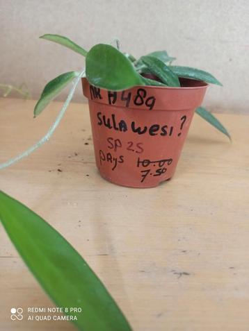 Hoya Sulawesi?? potmaat 8.5 nummer H489 beschikbaar voor biedingen
