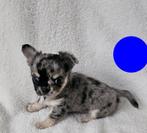 Chihuahua langhaar pups. Merle reutjes grijs van kleur, Dieren en Toebehoren, Honden | Chihuahua's en Gezelschapshonden, CDV (hondenziekte)