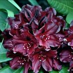 Heel donker paarse rododendron, alleen hier te koop., Tuin en Terras, Planten | Tuinplanten, Ophalen