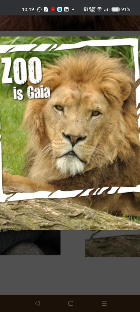 KAARTJES GAIA ZOO €10, Tickets en Kaartjes, Recreatie | Dierentuinen, Twee personen, Ticket of Toegangskaart