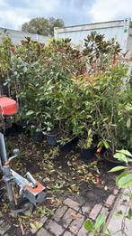 Photunia red robin struiken hoog 150 + potgekweekt 14,95 pst, Vaste plant, Halfschaduw, Zomer, Ophalen