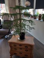 Kamerden, Huis en Inrichting, Kamerplanten, Ophalen, Halfschaduw, Minder dan 100 cm