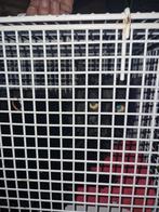 Kat gevonden Schinveld, Dieren en Toebehoren, Vermiste en Gevonden Dieren, Kat