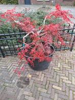 Tuinbonsai,  Acer palmatum dessectum, Tuin en Terras, Planten | Tuinplanten, Ophalen, Overige soorten, Halfschaduw