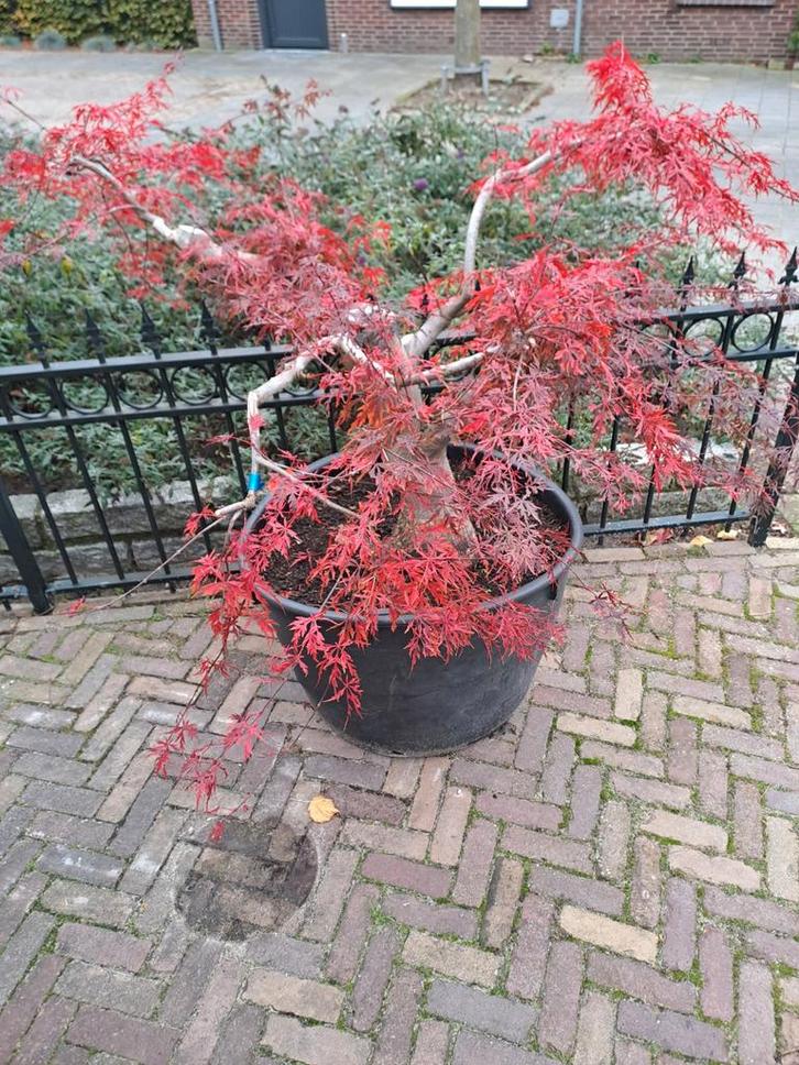 Tuinbonsai,  Acer palmatum dessectum, Tuin en Terras, Planten | Tuinplanten, Overige soorten, Halfschaduw, Ophalen