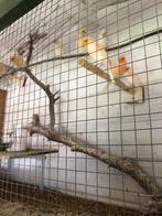 Rood-Witte Mozaik kanaries, Dieren en Toebehoren, Vogels | Kanaries, Meerdere dieren, Kleurkanarie