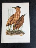 5 prenten vogels 16,5x24 cm samen 8 euro oa reiger, Ophalen of Verzenden